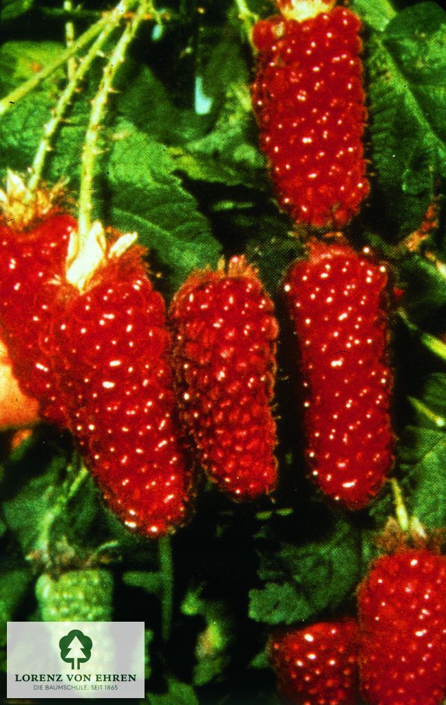 Rubus 'Tayberry Medana'