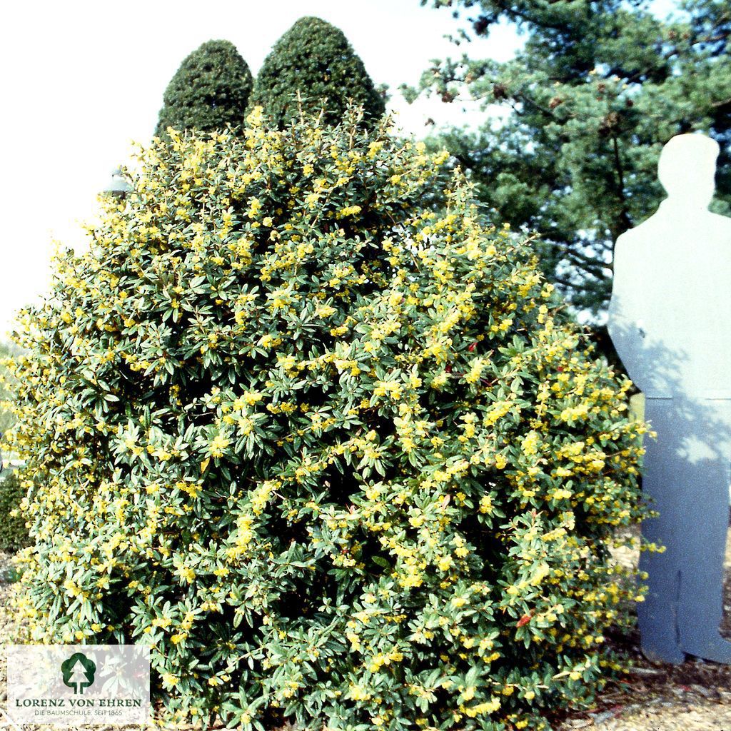 Berberis julianae