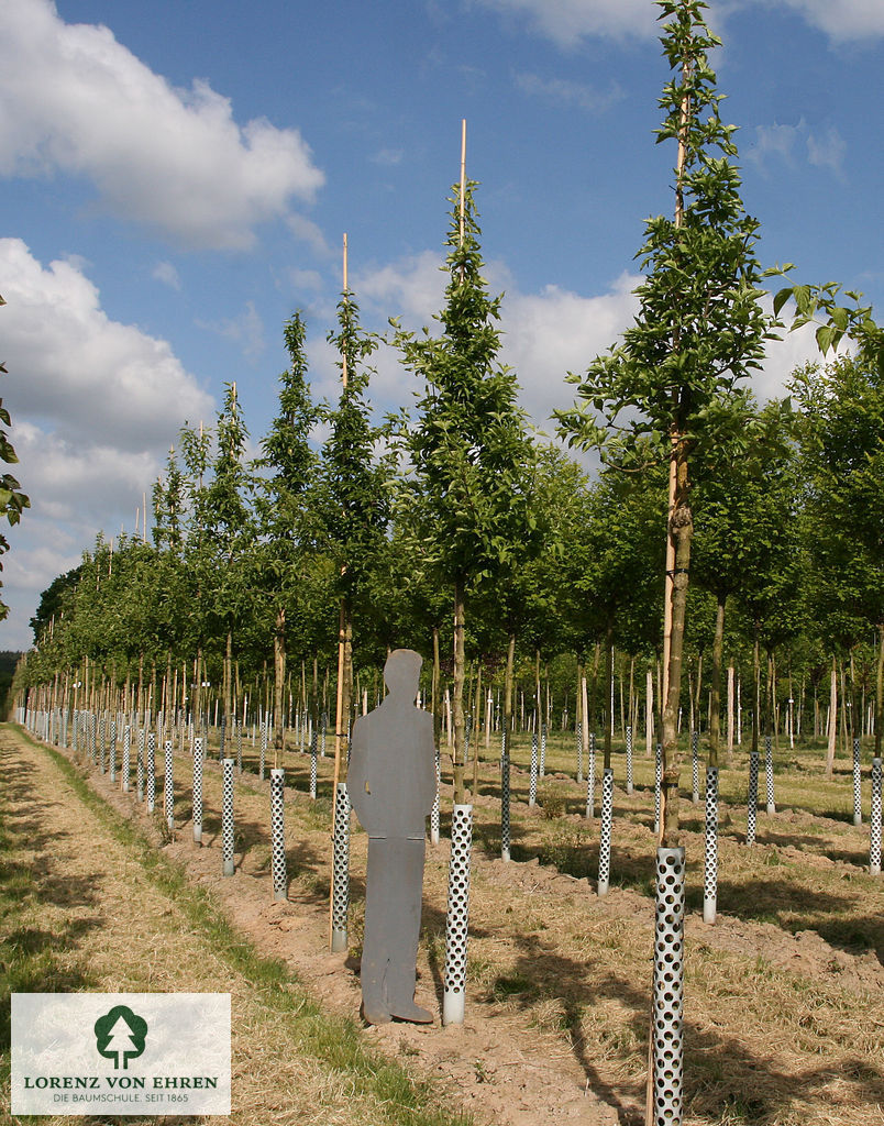 Kleine Hochstämmer mit schmaler grüner Krone der Kornelkirsche