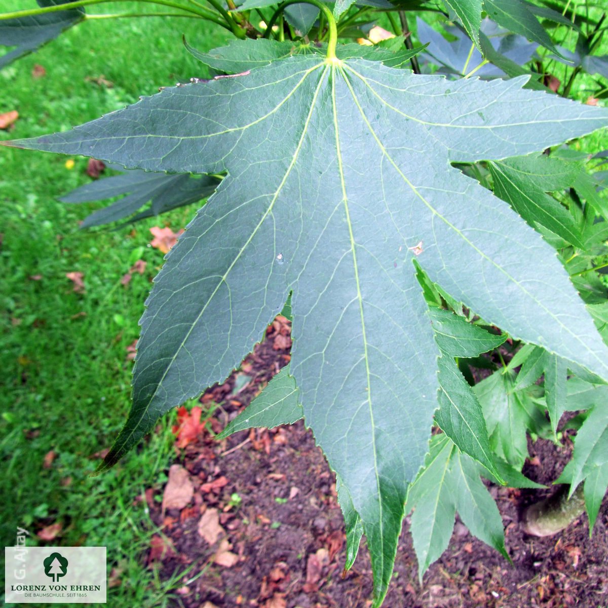 Liquidambar styraciflua 'Paarl'