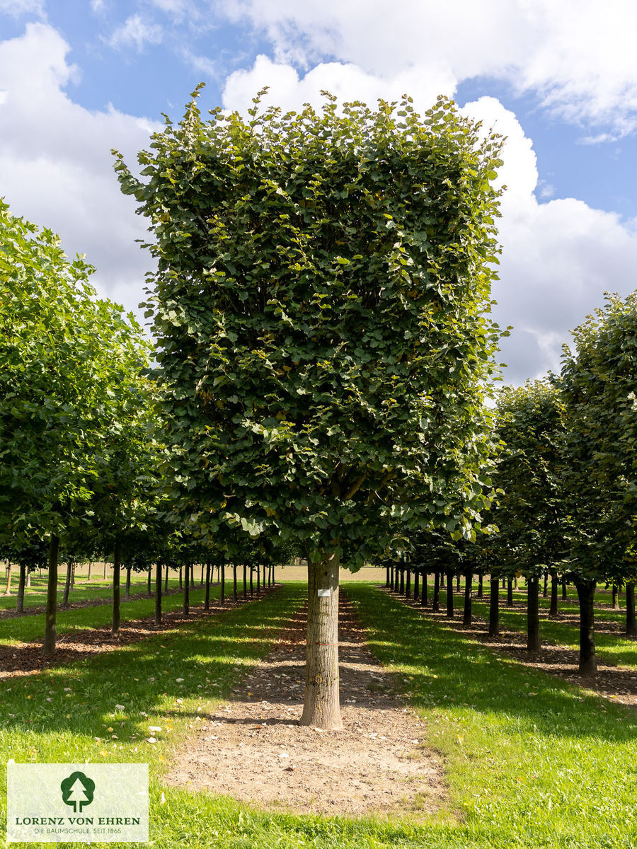 Tilia tomentosa