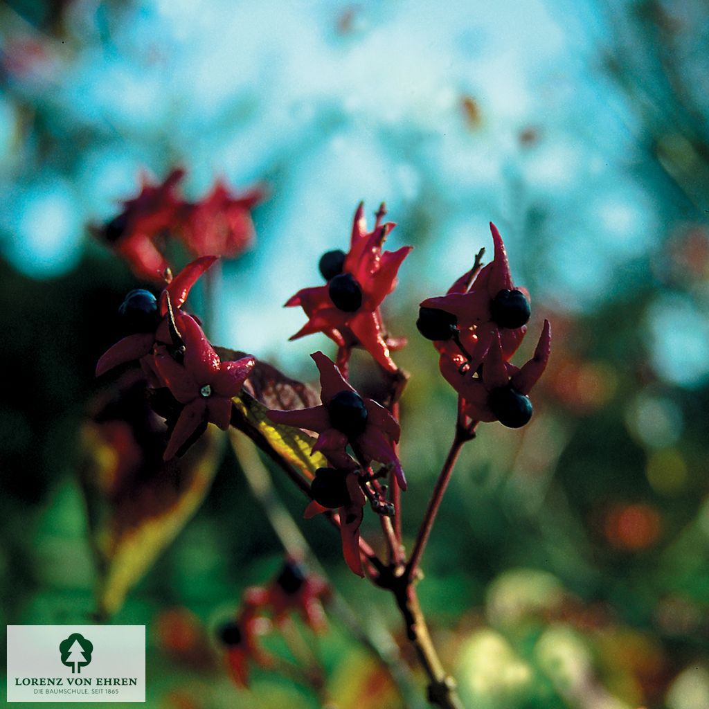 Clerodendrum trichotomum fargesii