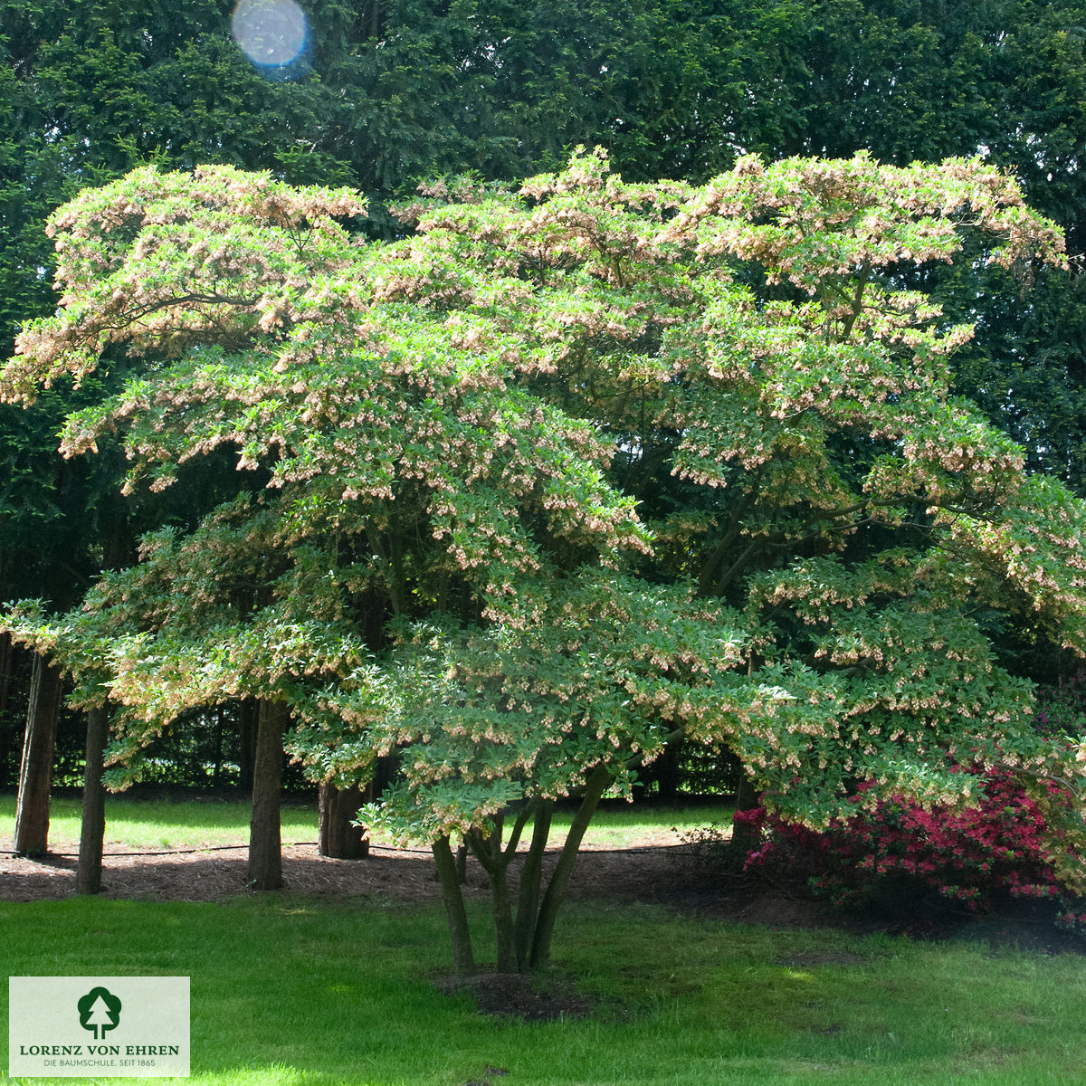 Enkianthus campanulatus