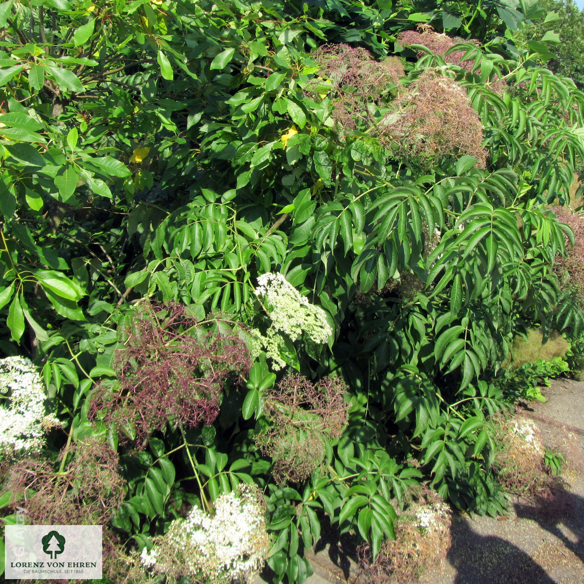 Sambucus canadensis 'Maxima'