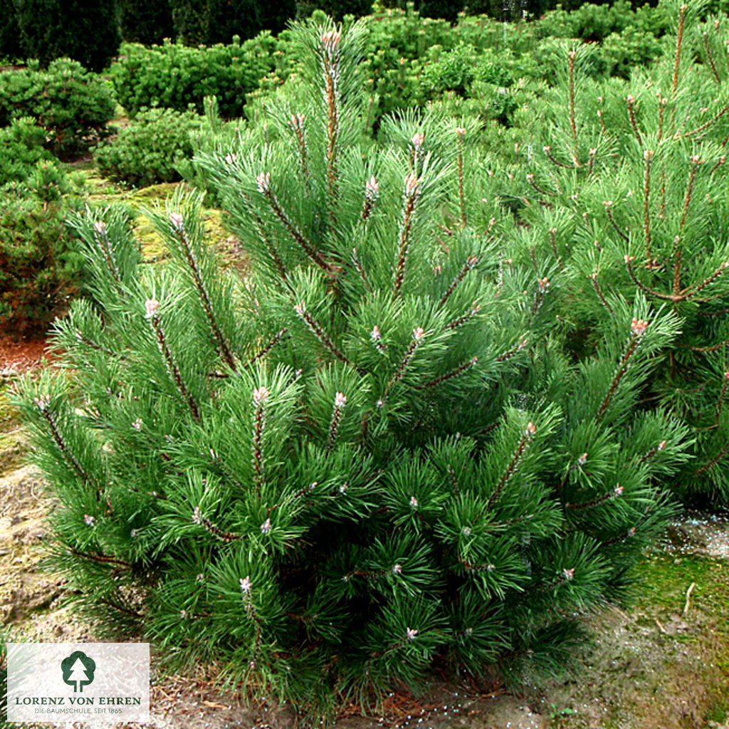 Pinus mugo