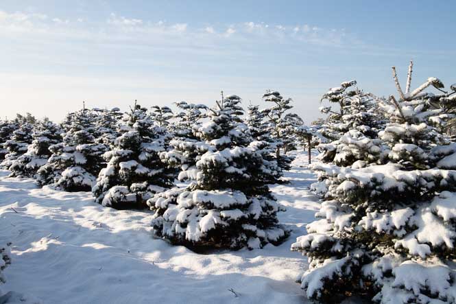 Picea abies Ohlendorffii im Winter mit Schnee Winterlandschaft mit vielen Fichten
