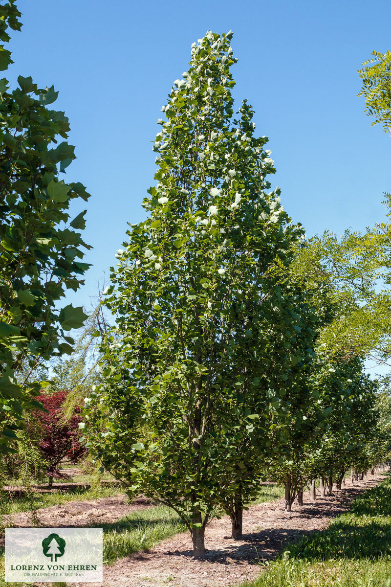 Liriodendron tulipifera 'Fastigiatum'