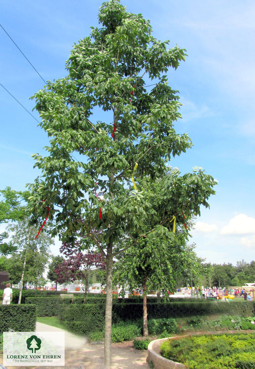 Fraxinus americana 'Autumn Applause'