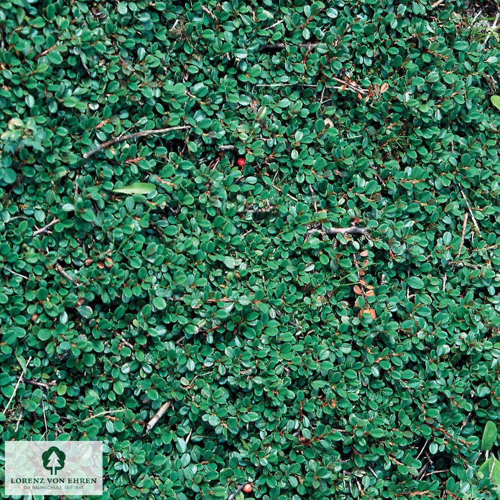 Cotoneaster microphyllus 'Streib's Findling'