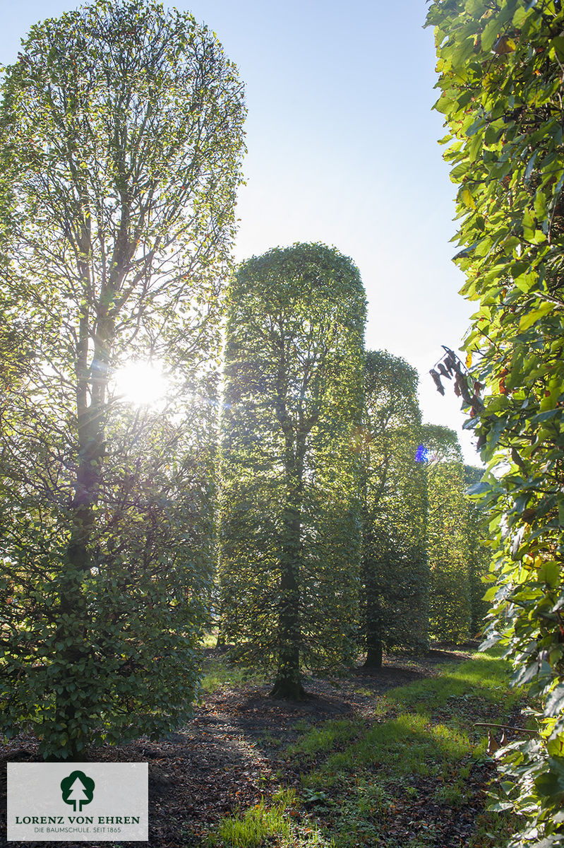 Fagus sylvatica