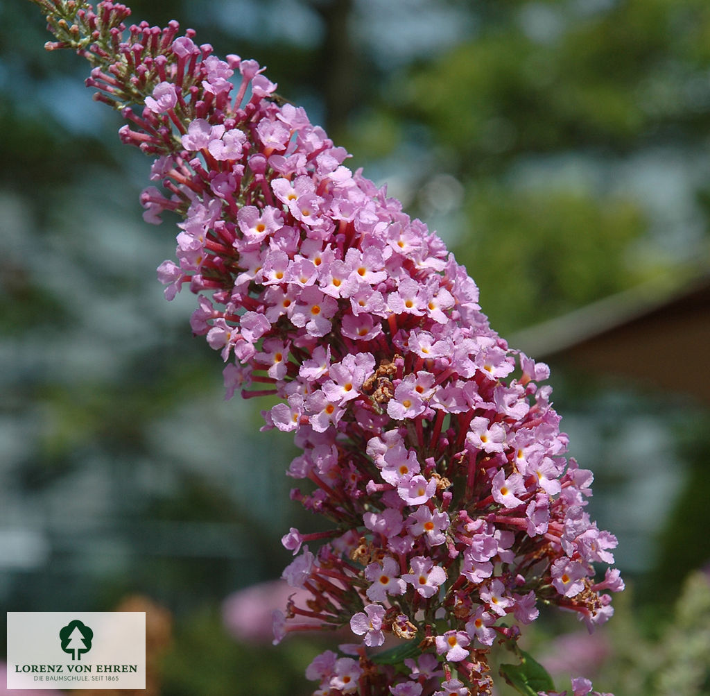 Buddleja davidii 'Fascination'