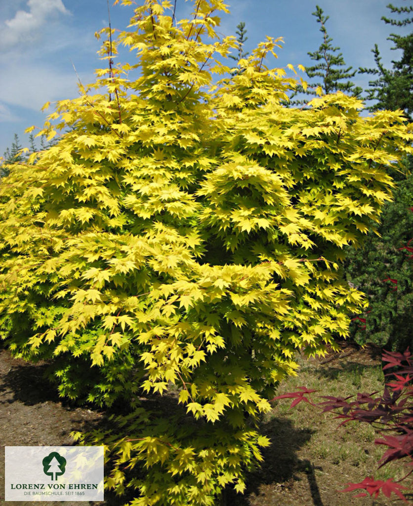 Acer shirasawanum 'Aureum'