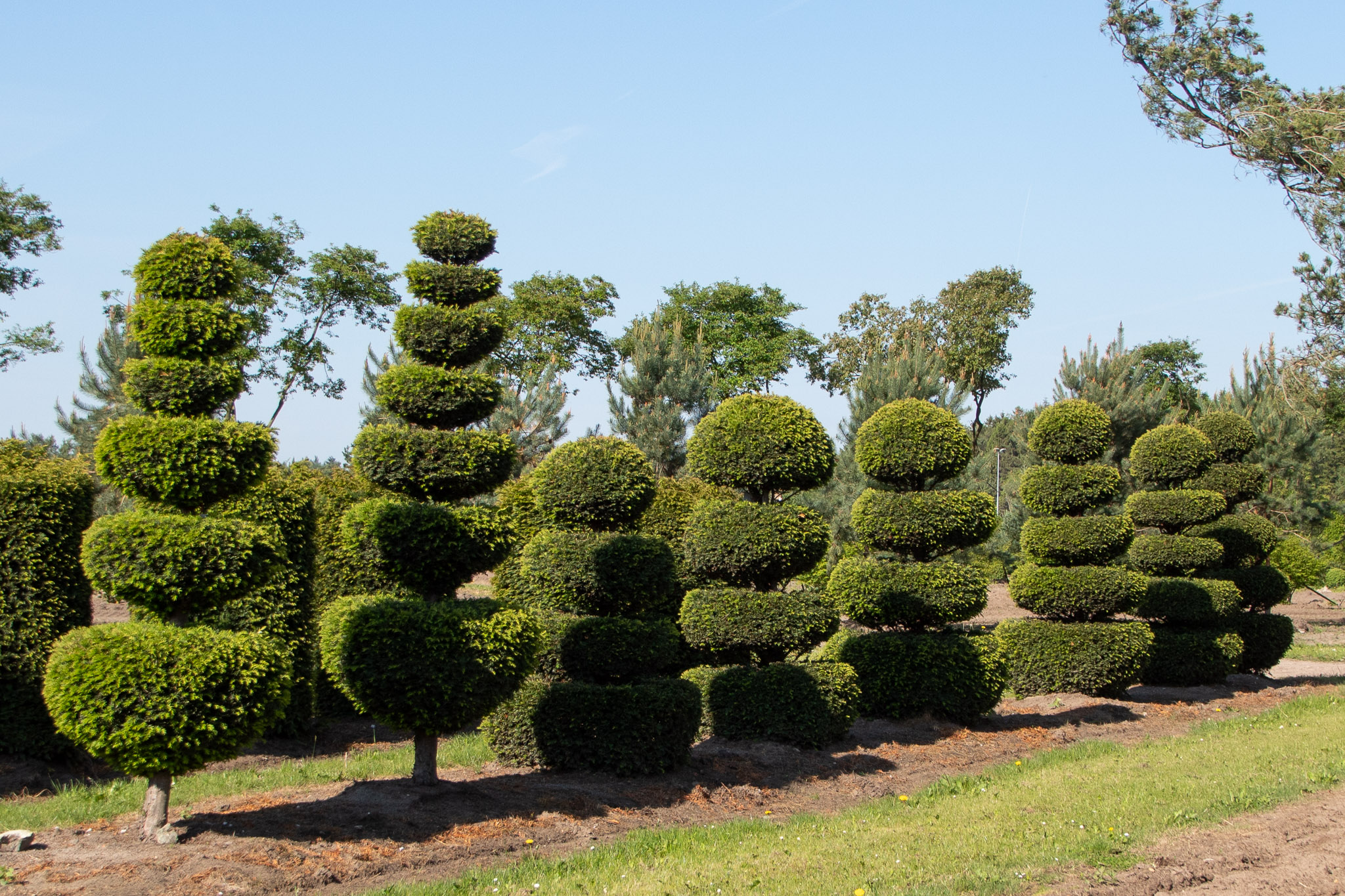 Baum mit Etagen