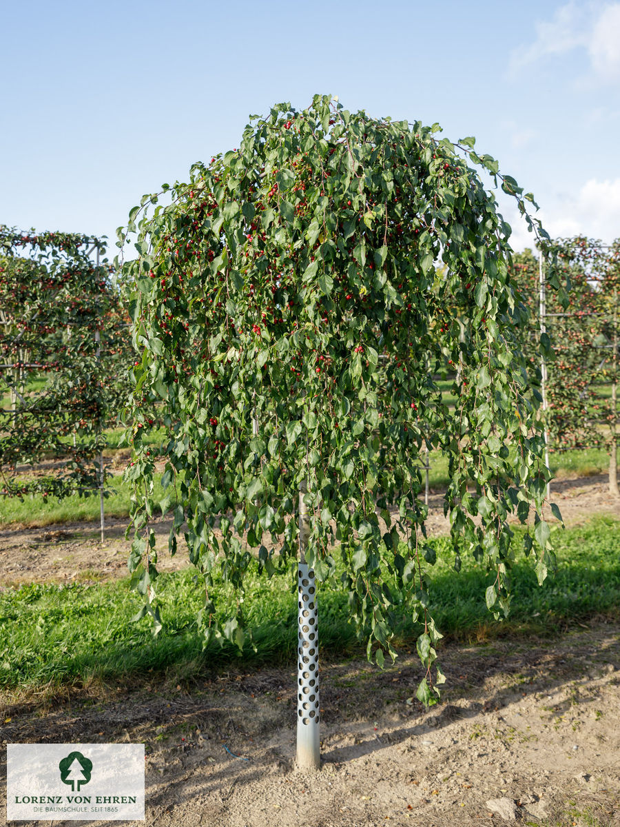 Malus 'Red Jade'