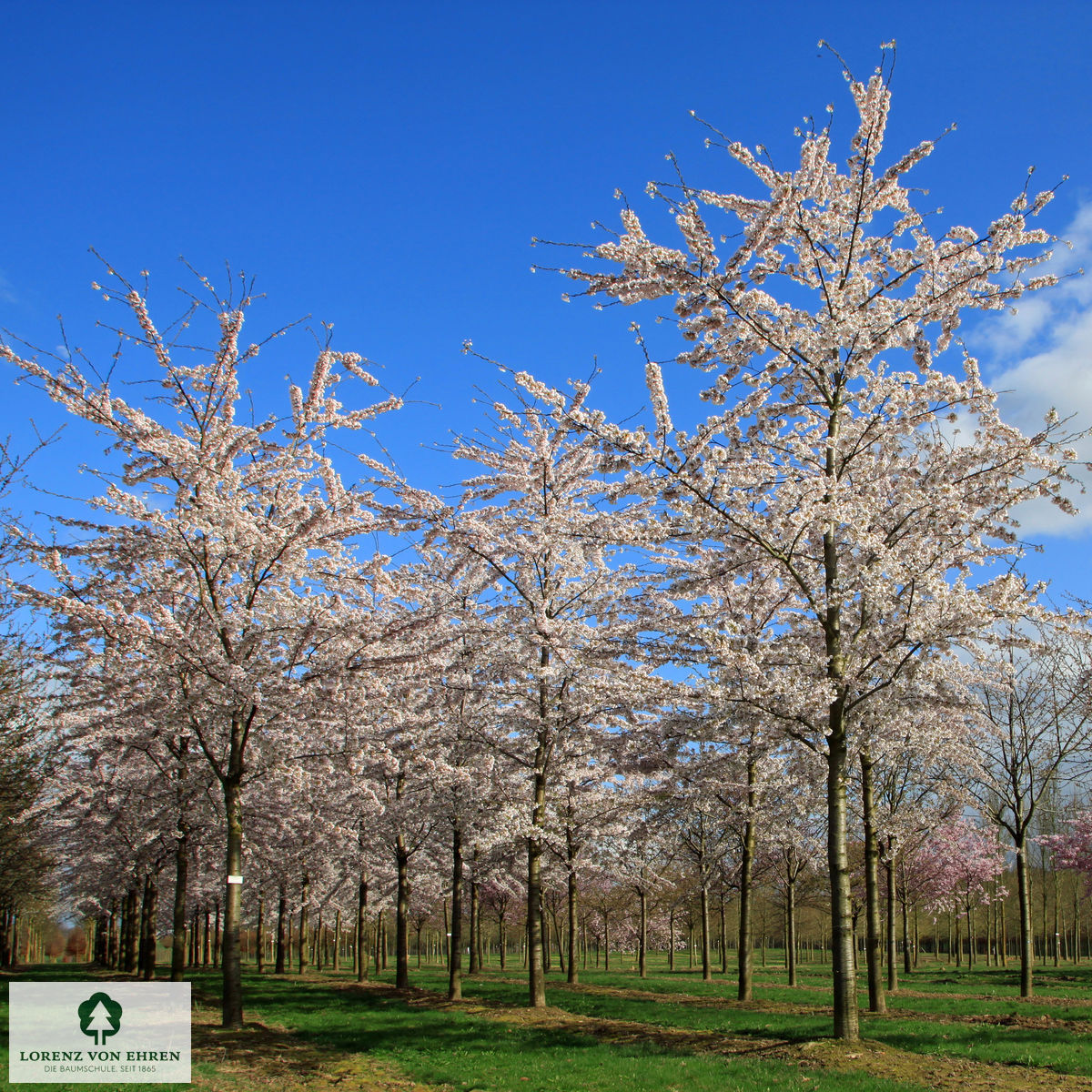 Prunus yedoensis