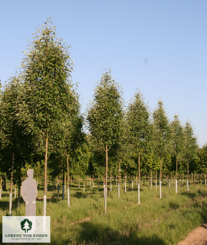 Sorbus thuringiaca 'Fastigiata'