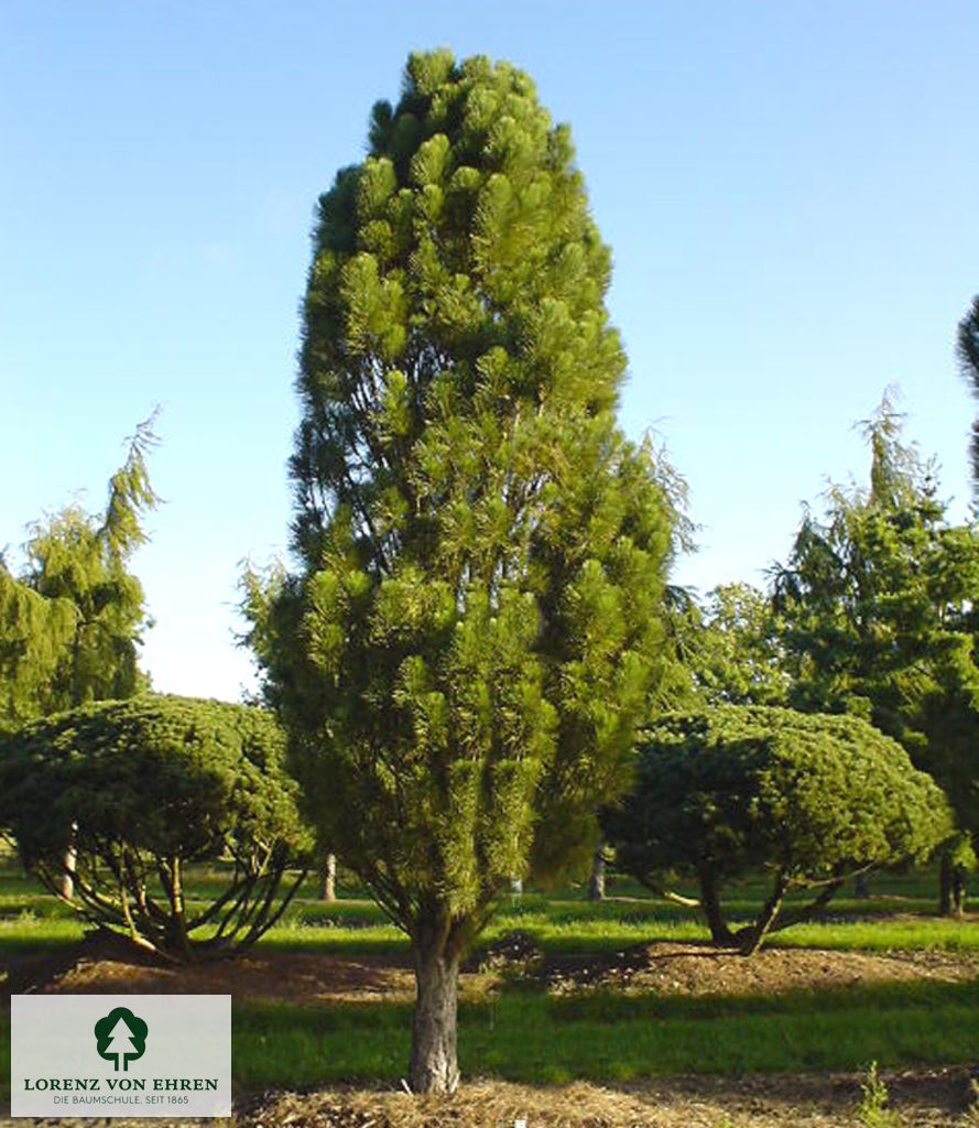 Pinus nigra pyramidata