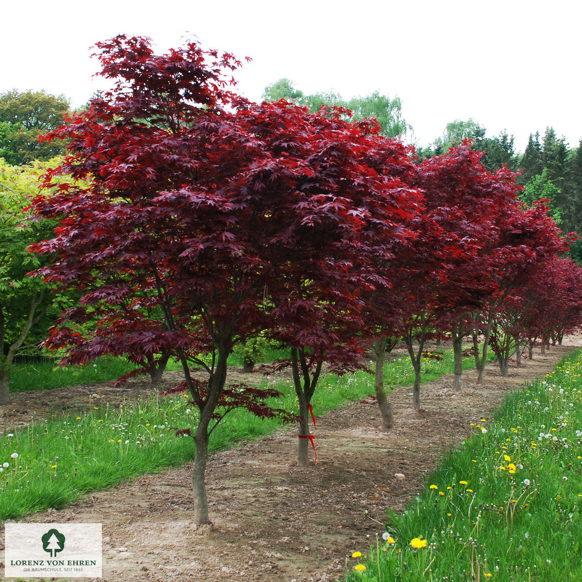 Acer palmatum 'Fireglow'