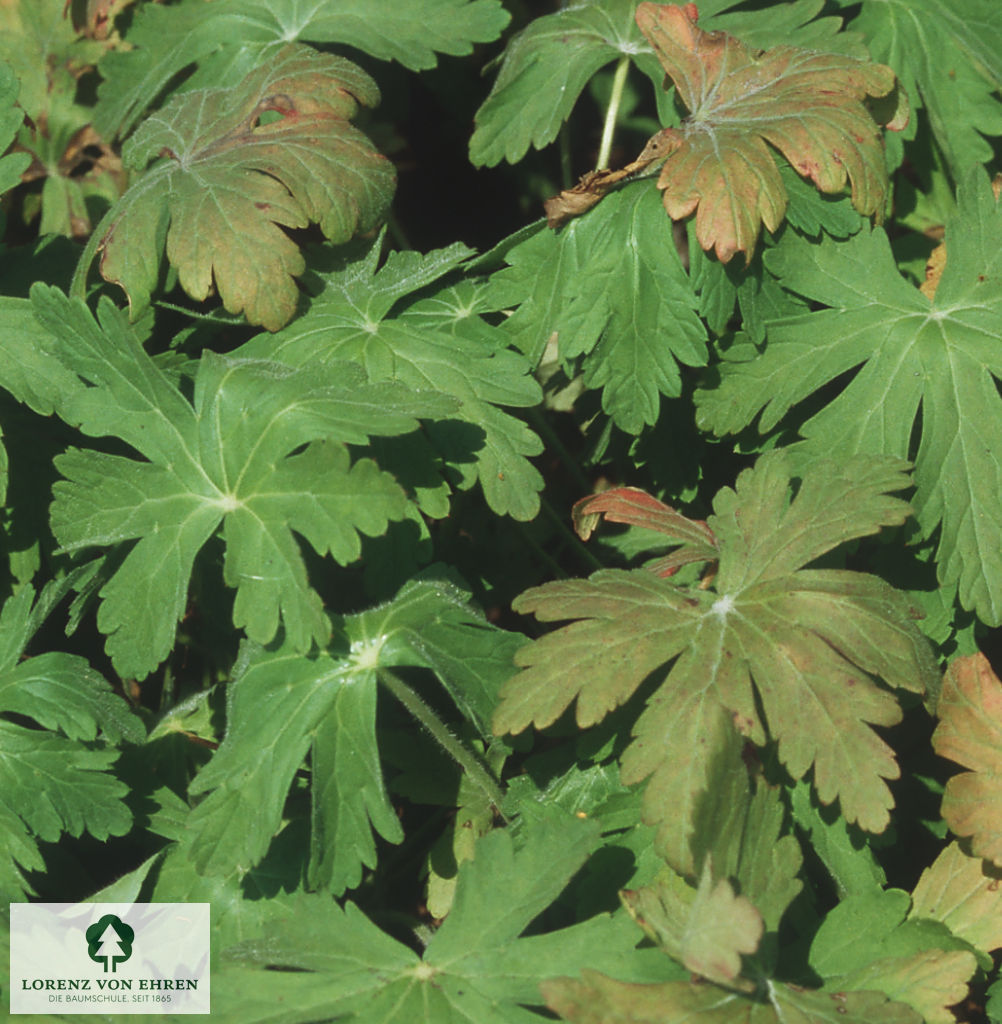 Geranium macrorrhizum 'Spessart'