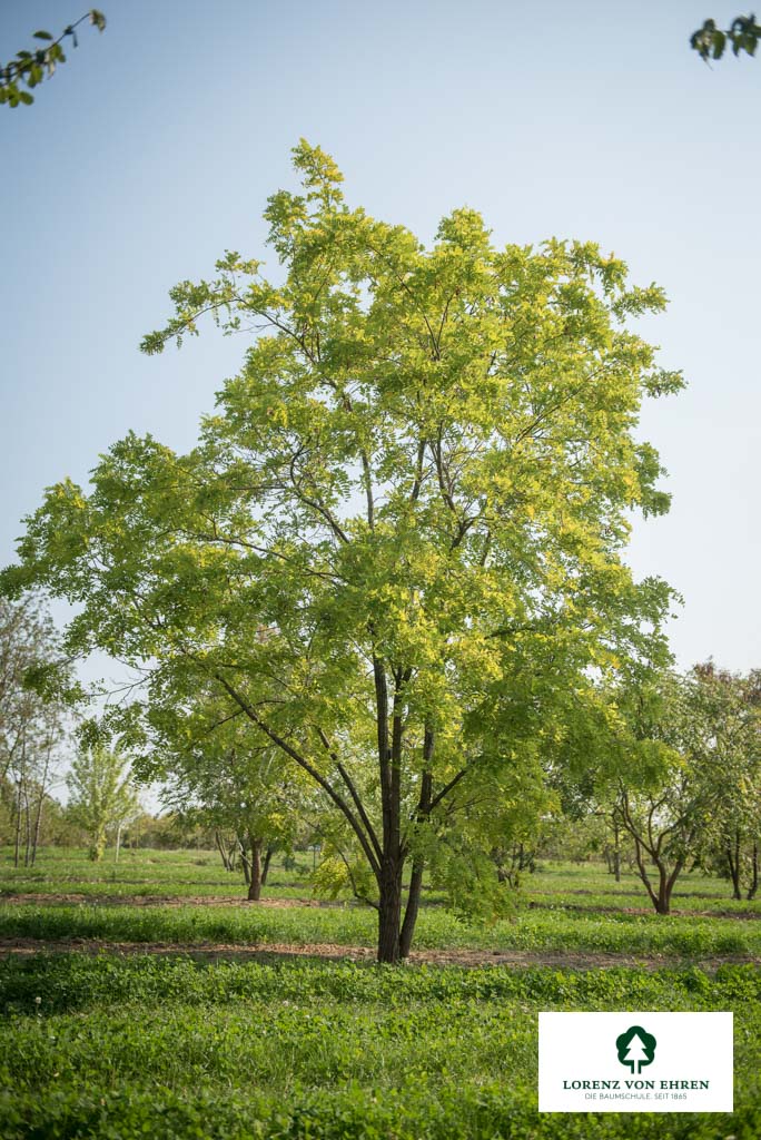 Robinia pseudoacacia 'Frisia' Unikat