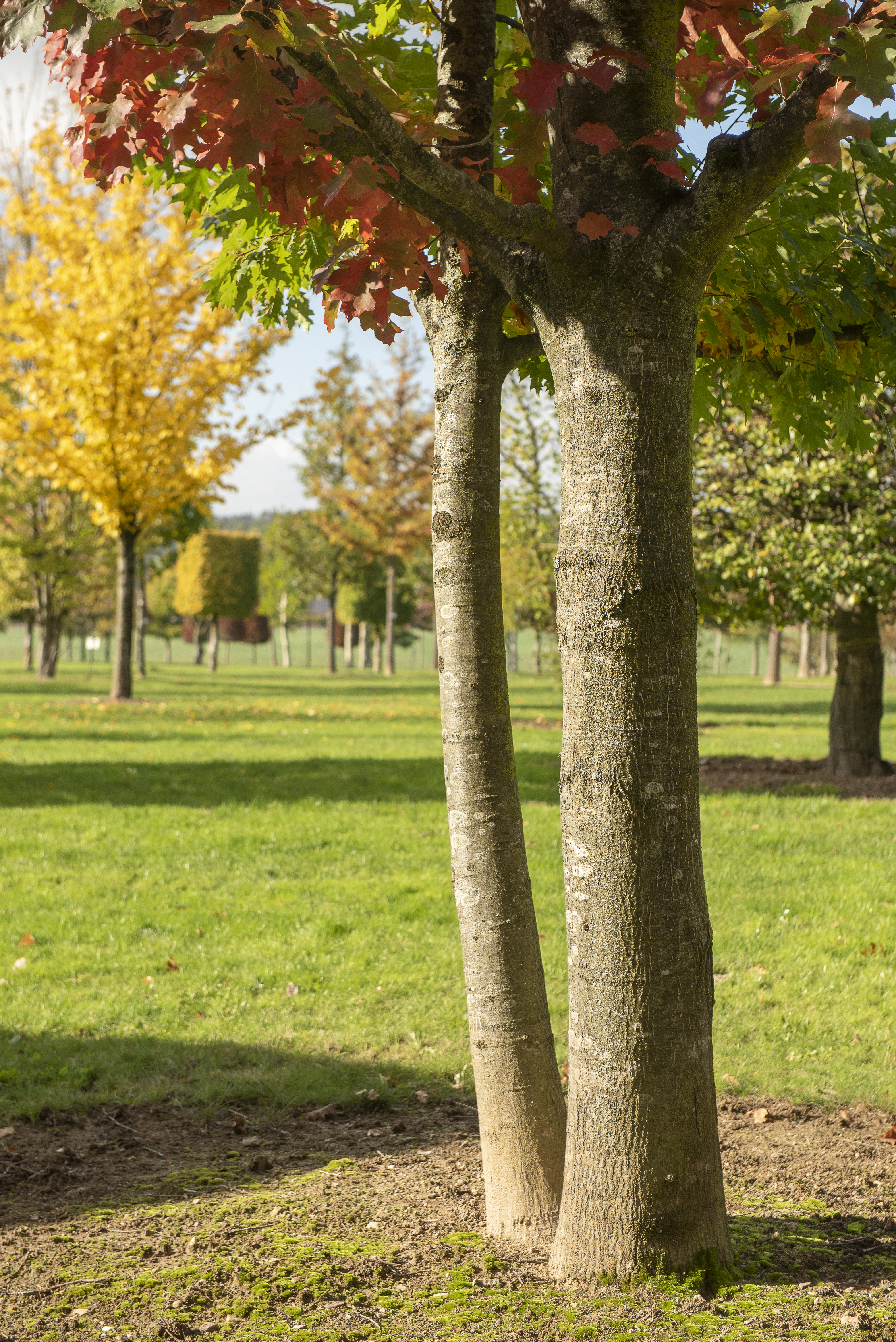 Quercus rubra Unikat