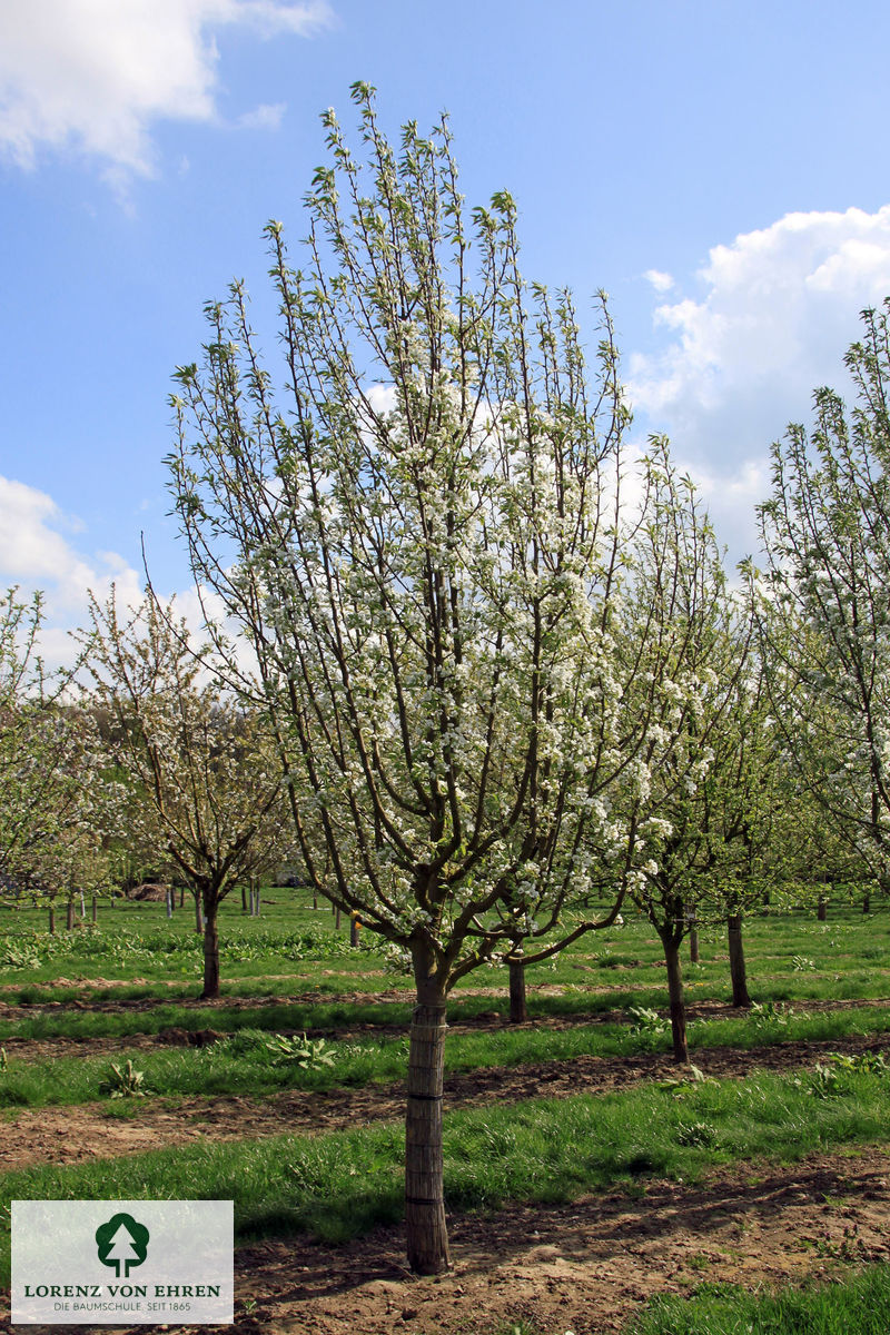 Pyrus communis 'Clapps Liebling'