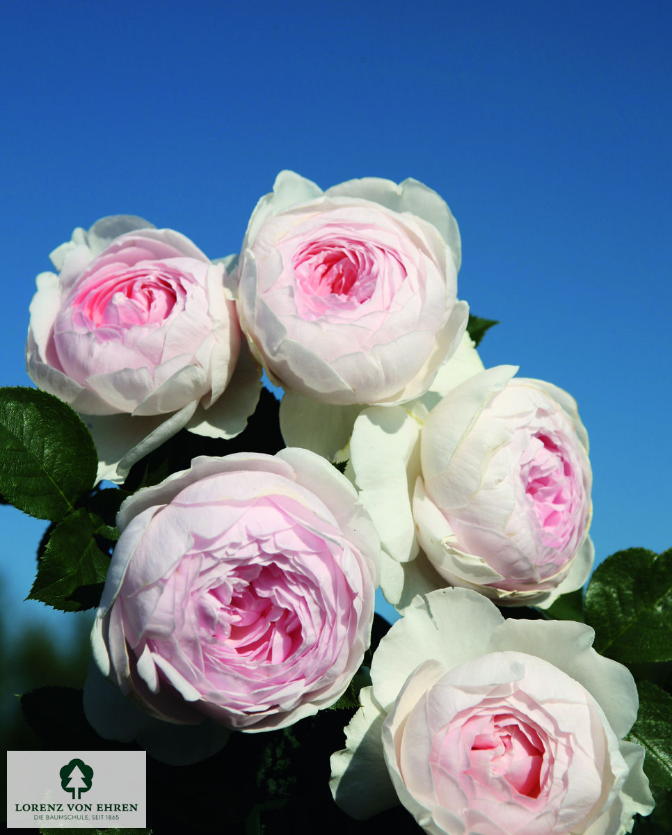 Rosa 'Herzogin Christiana'