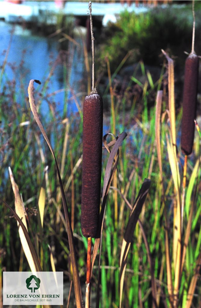 Typha angustifolia