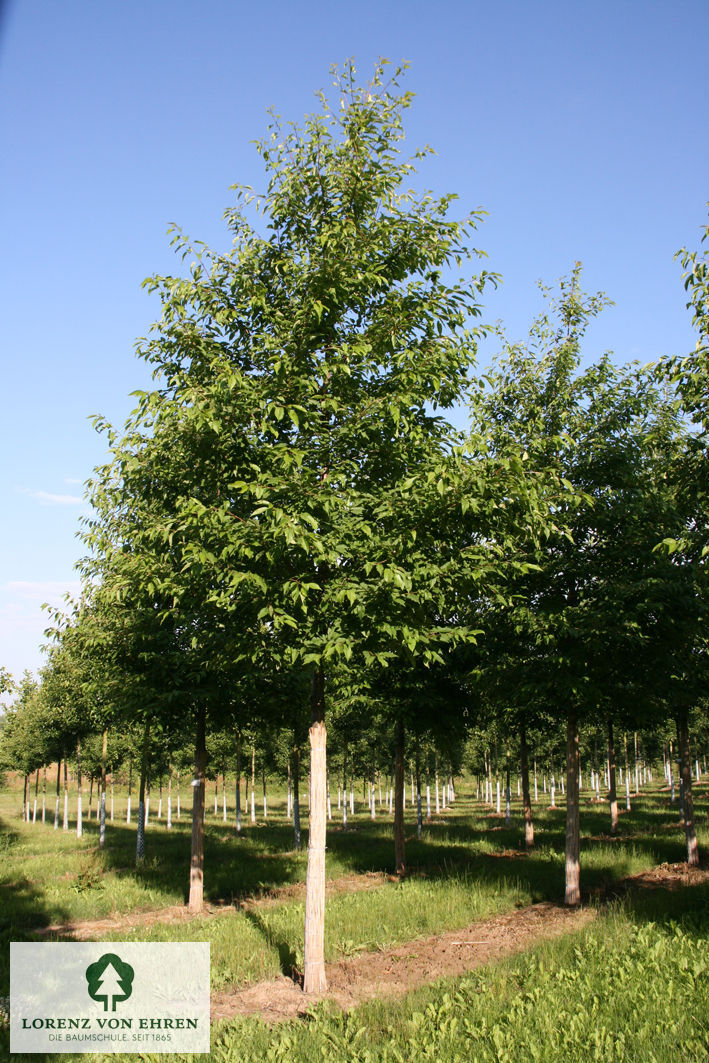 Prunus avium 'Plena'