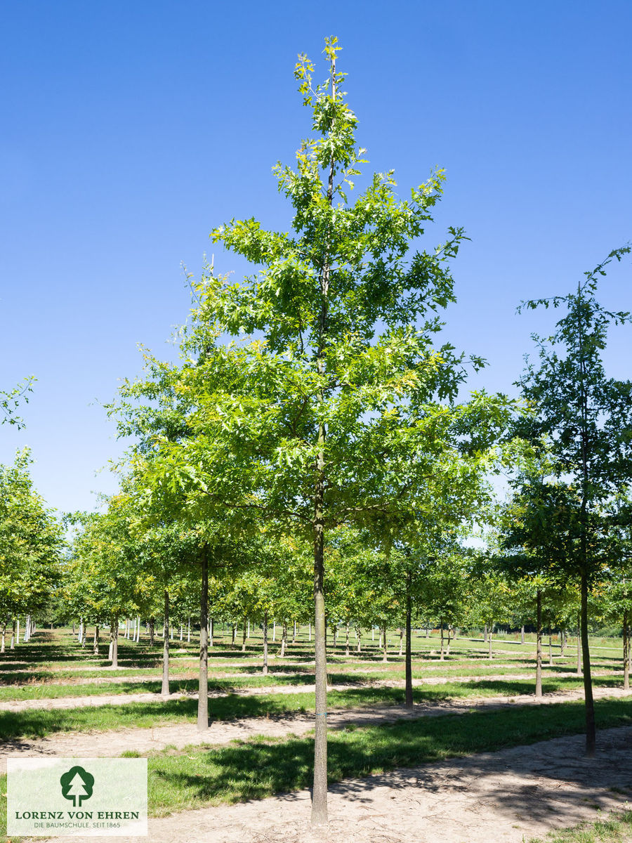 Quercus palustris