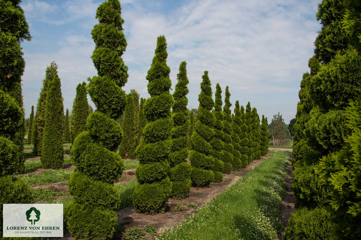 Thuja occidentalis 'Smaragd'