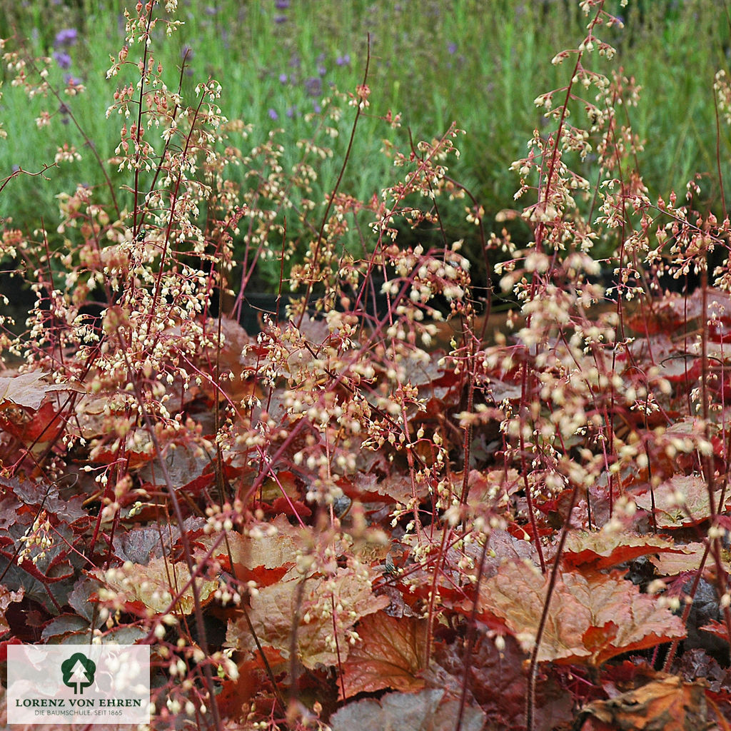 Heuchera Micrantha-Hybride 'Palace Purple'