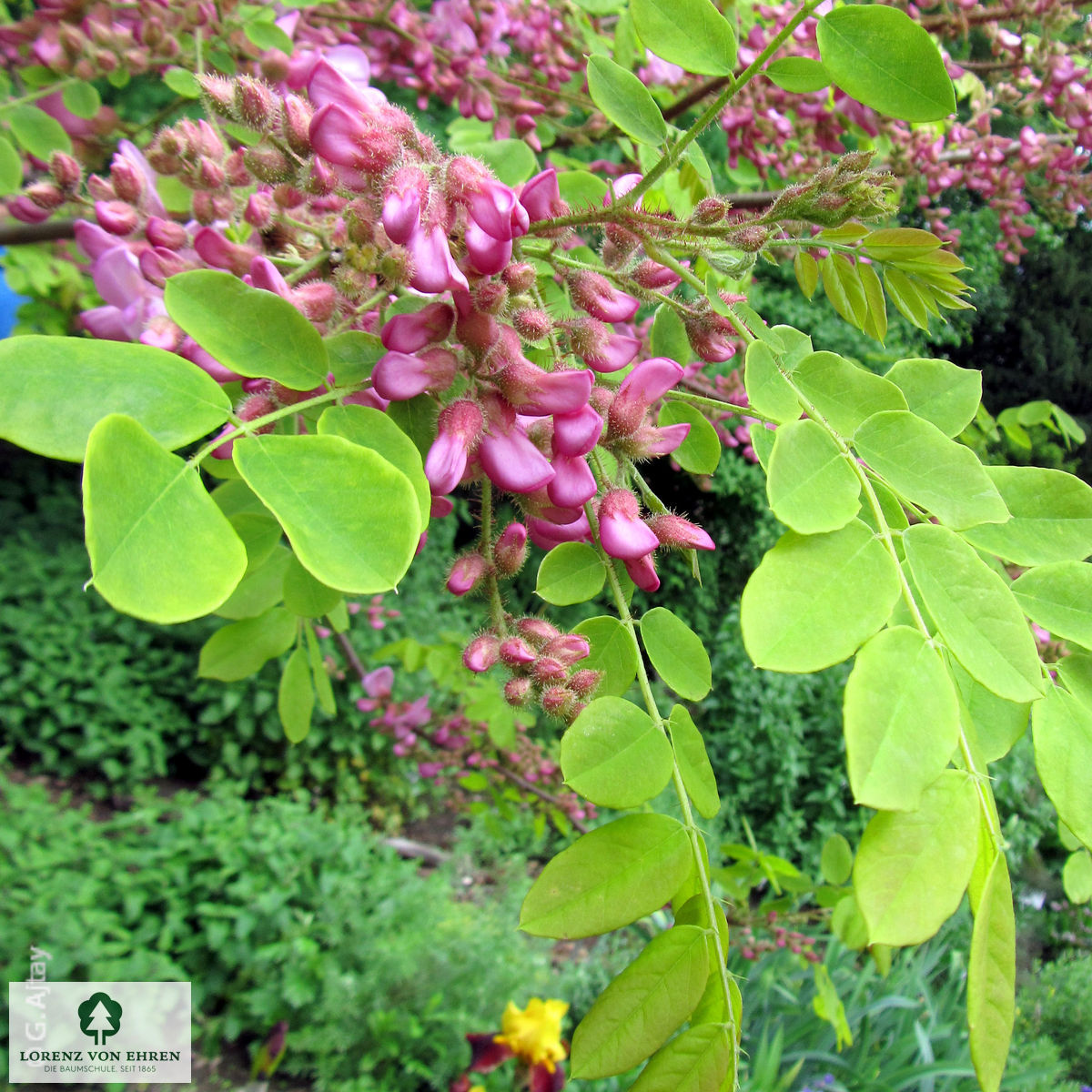 Robinia hispida 'Macrophylla'