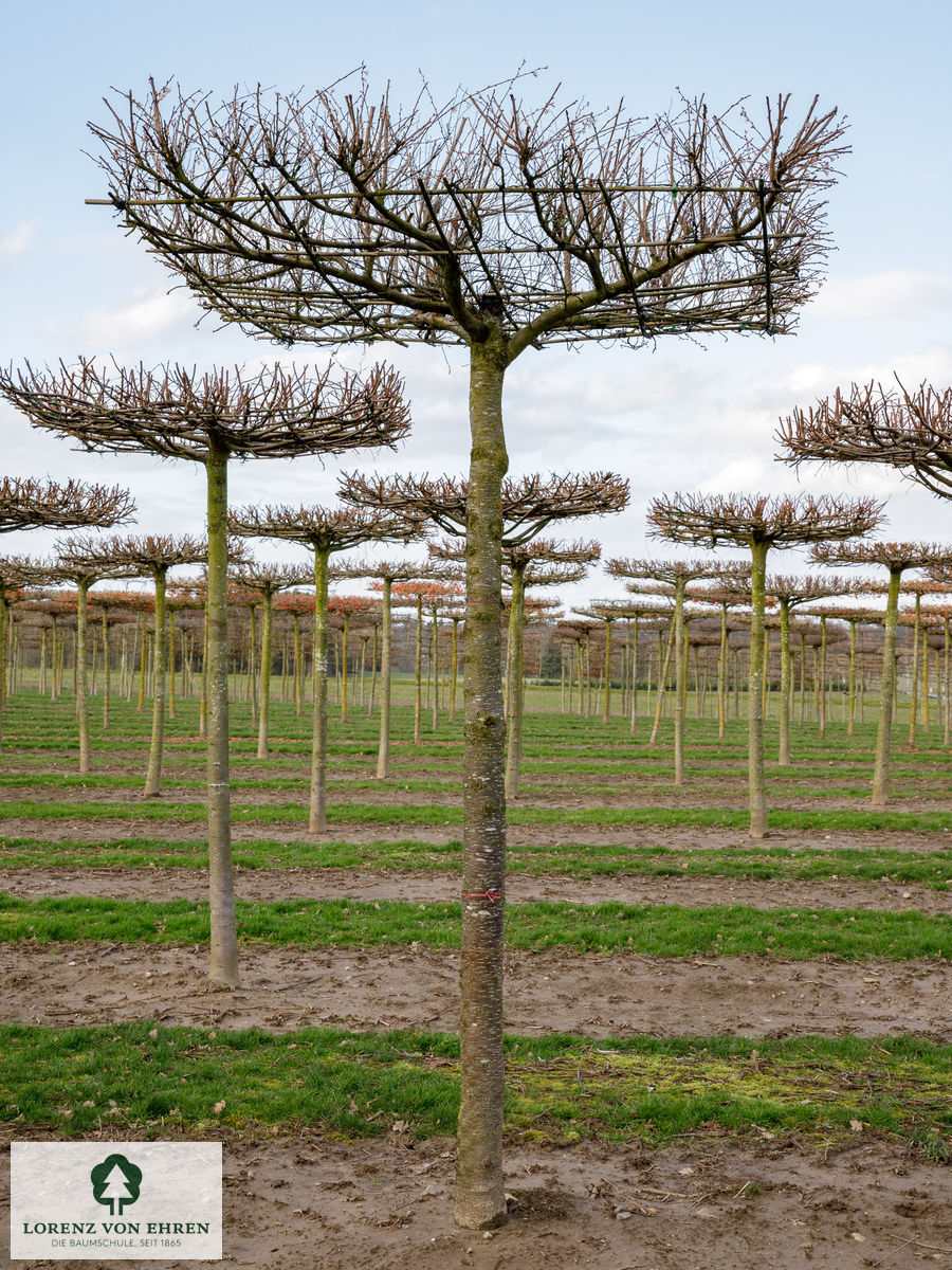 Prunus subhirtella 'Autumnalis'