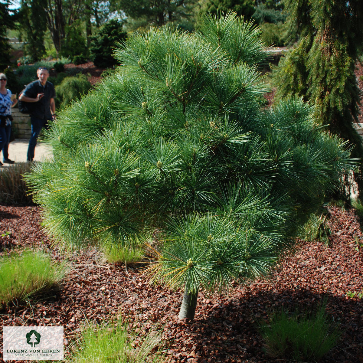 Pinus strobus 'Radiata'