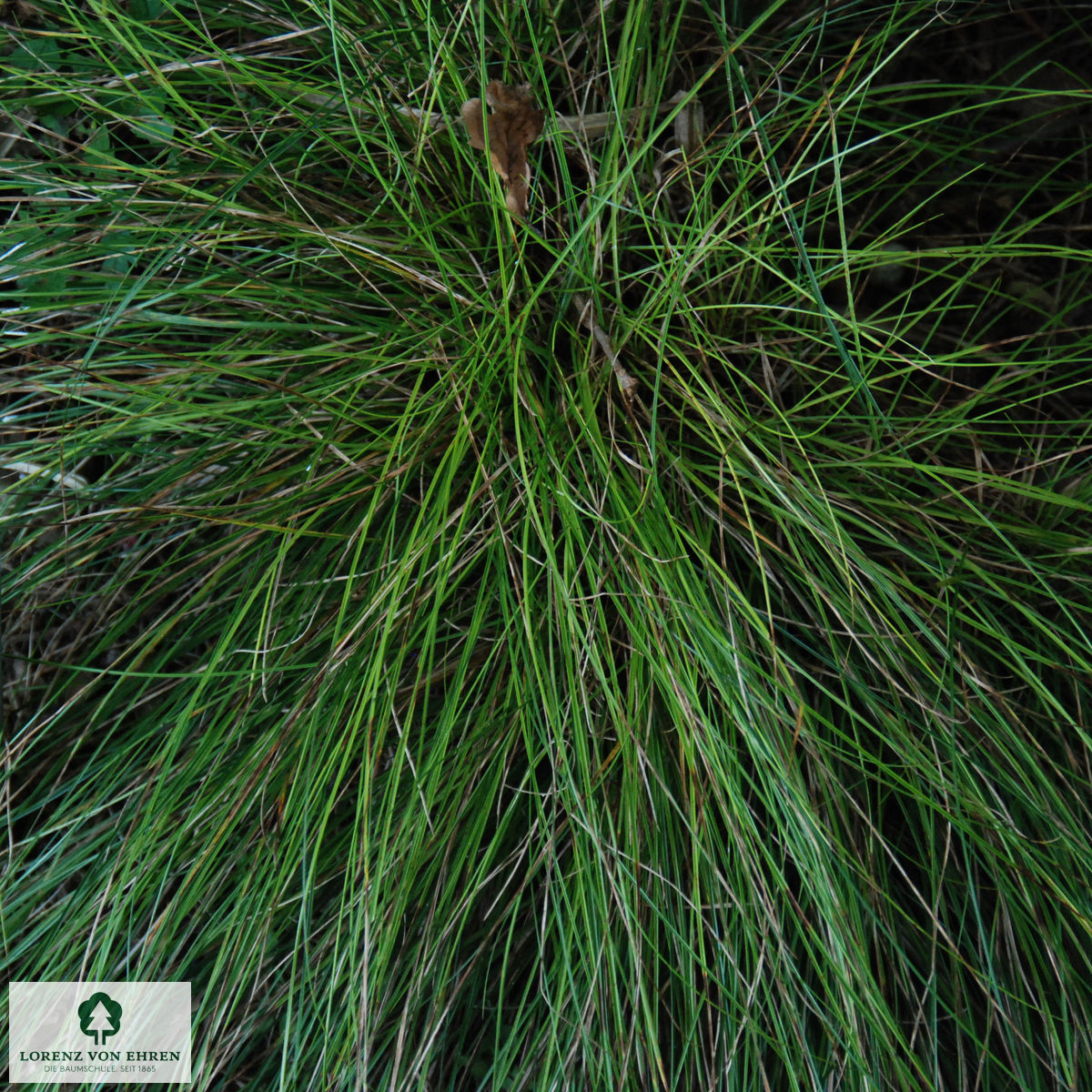 Carex caryophyllea 'The Beatles'