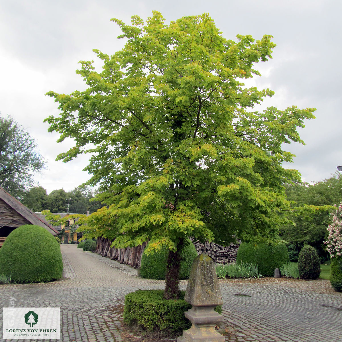 Tilia platyphyllos 'Aurea'