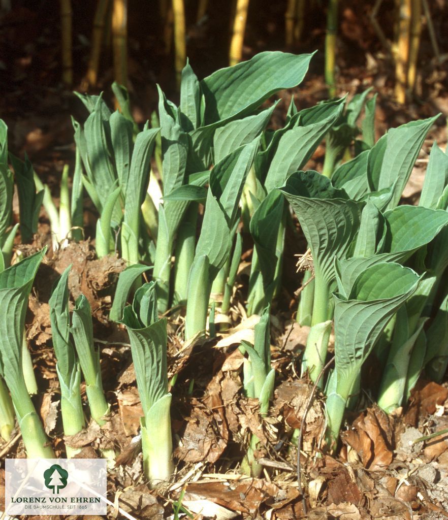 Hosta sieboldiana