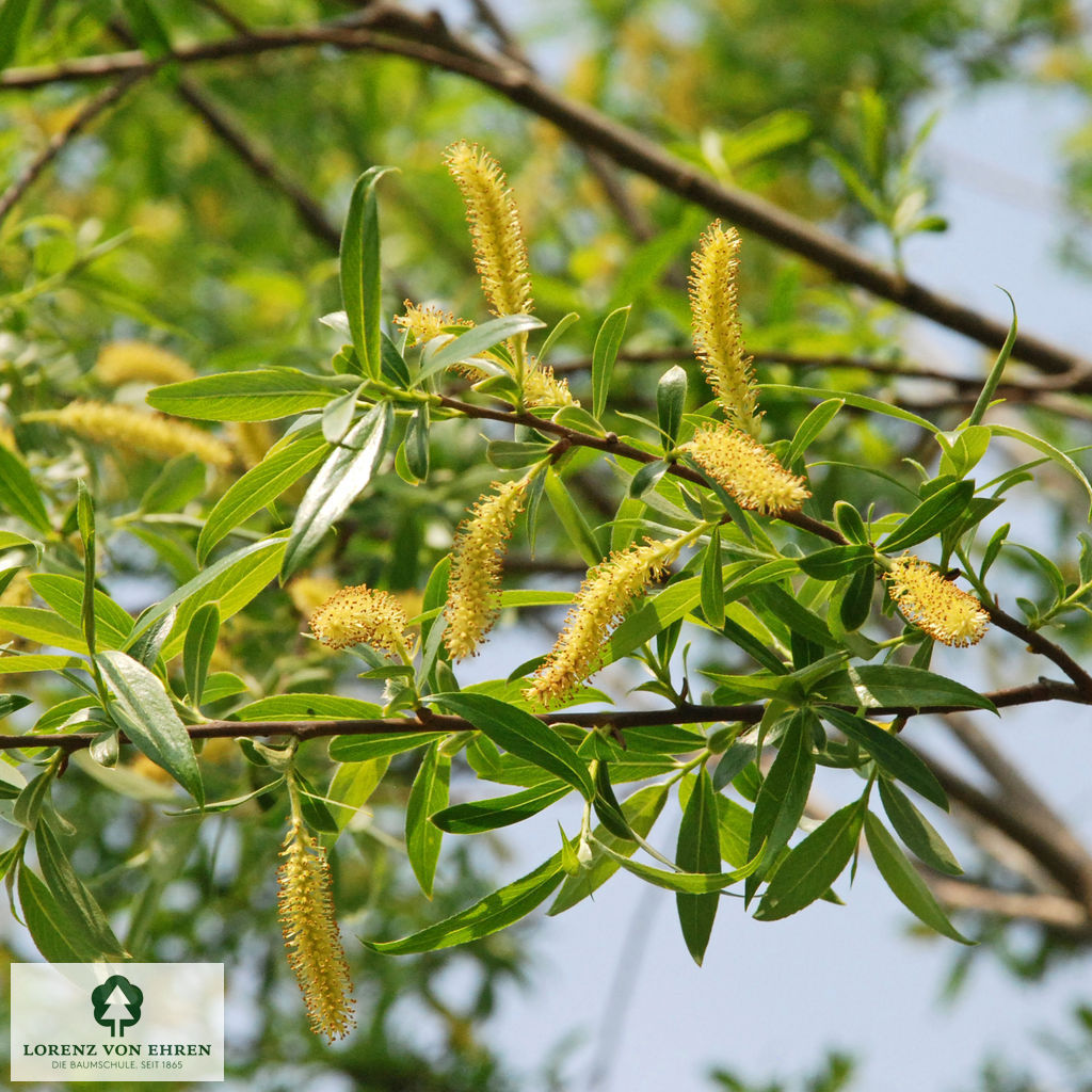 Salix alba 'Liempde'