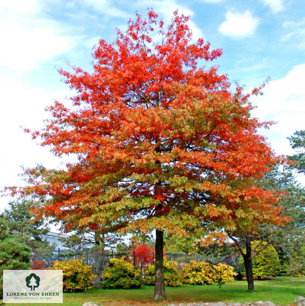 Quercus palustris