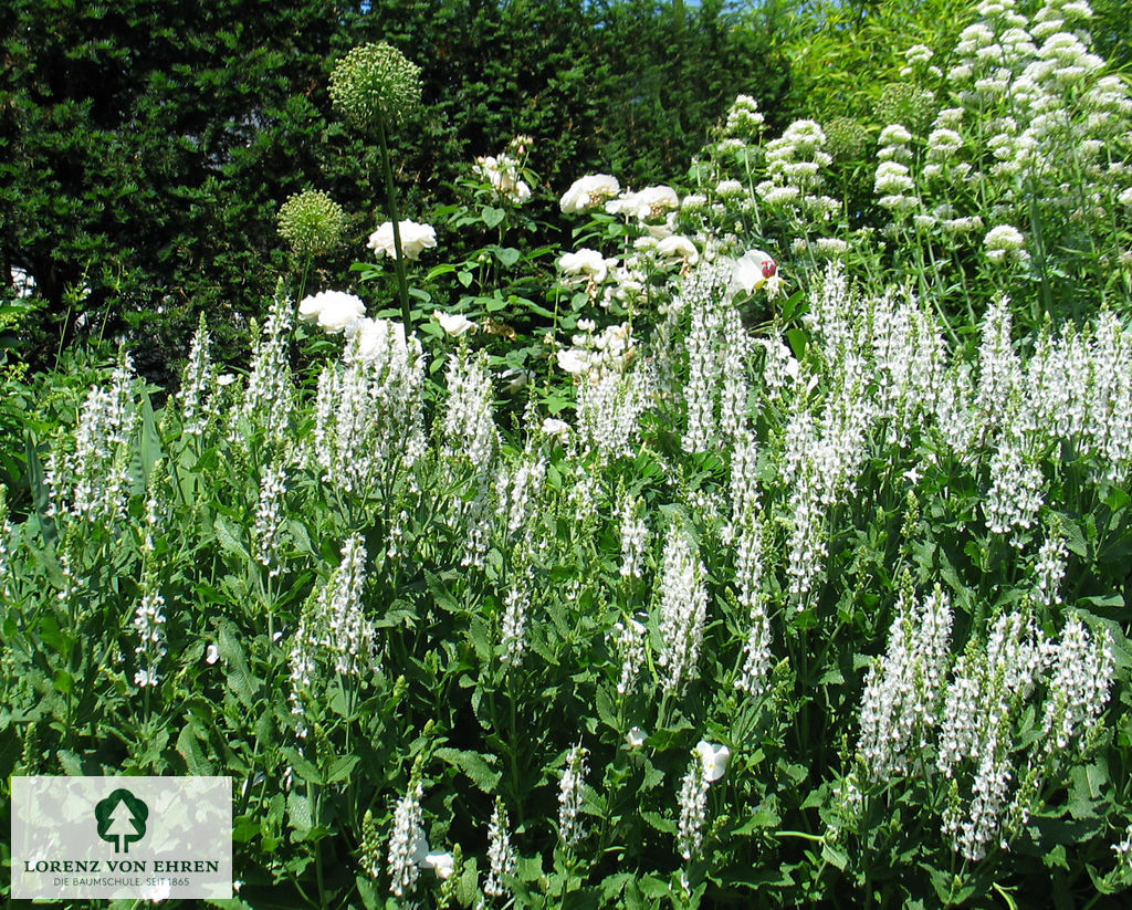 Salvia nemorosa 'Adrian'
