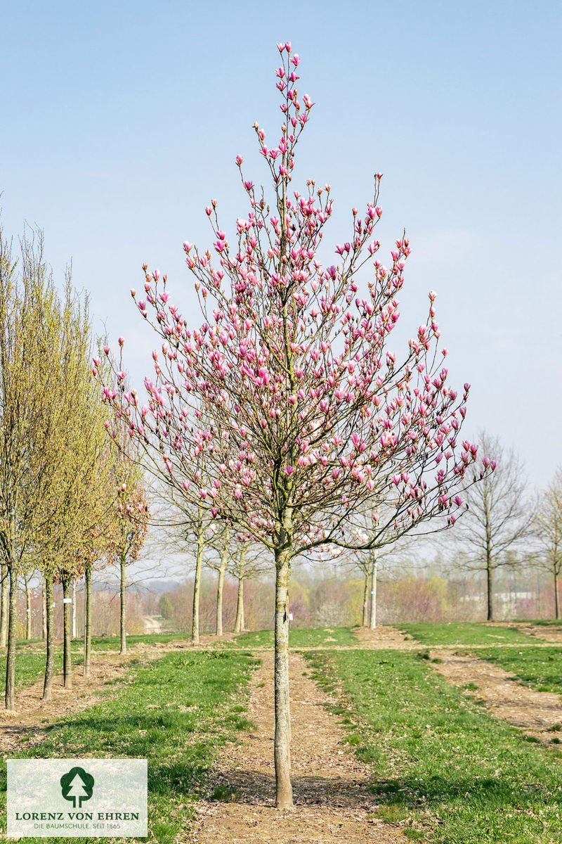 Magnolia 'Heaven Scent'