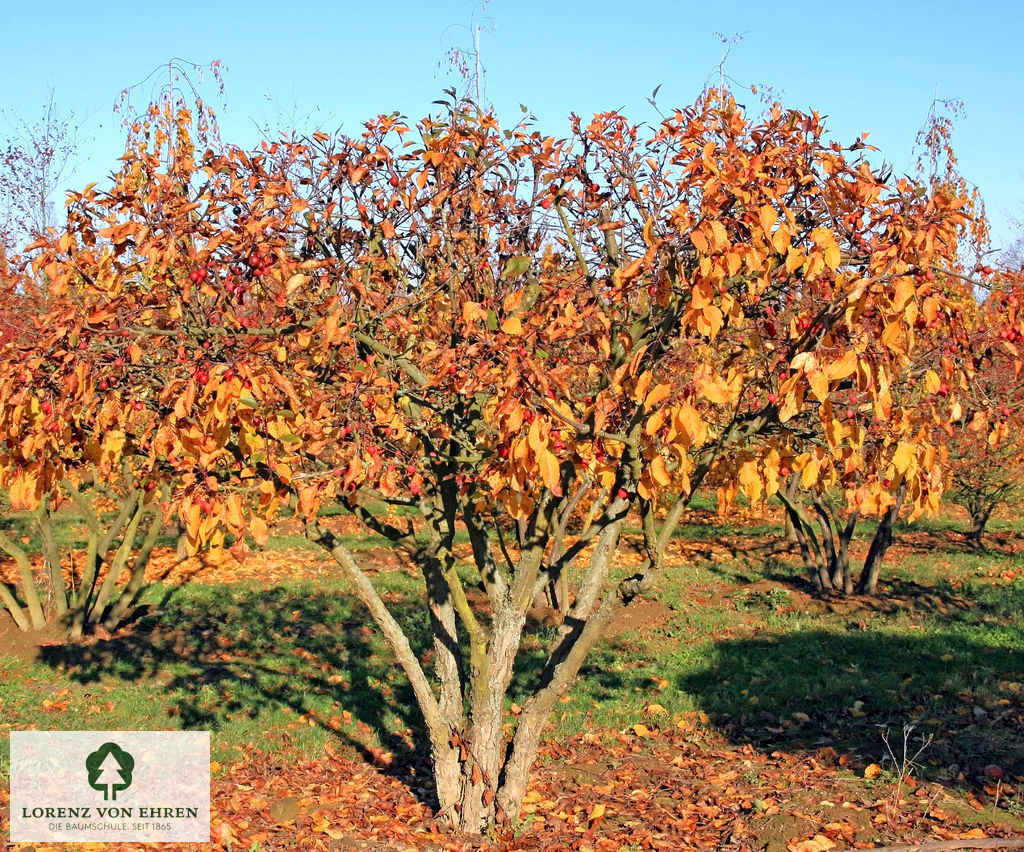 Malus 'Makamik'