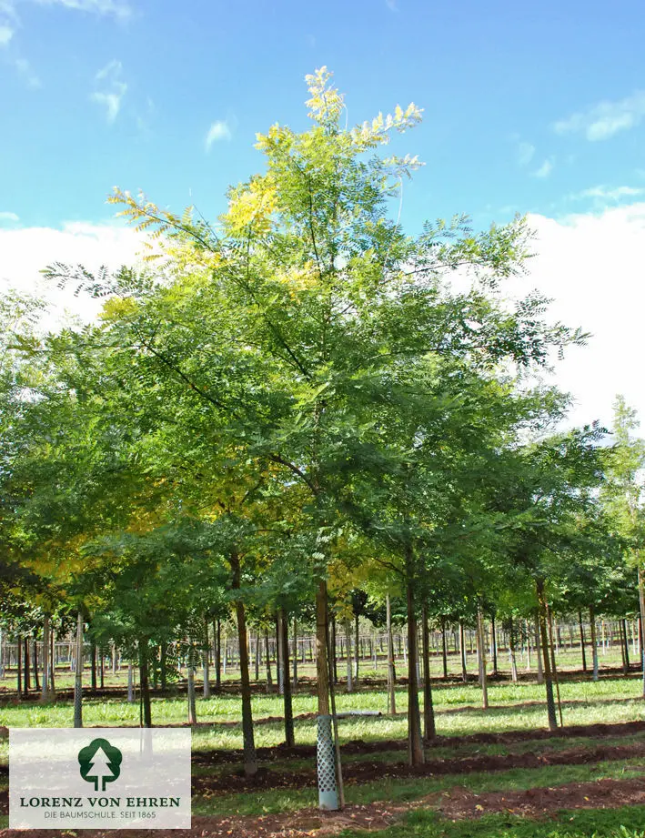 Sommergrüner  großer Schnurbaum