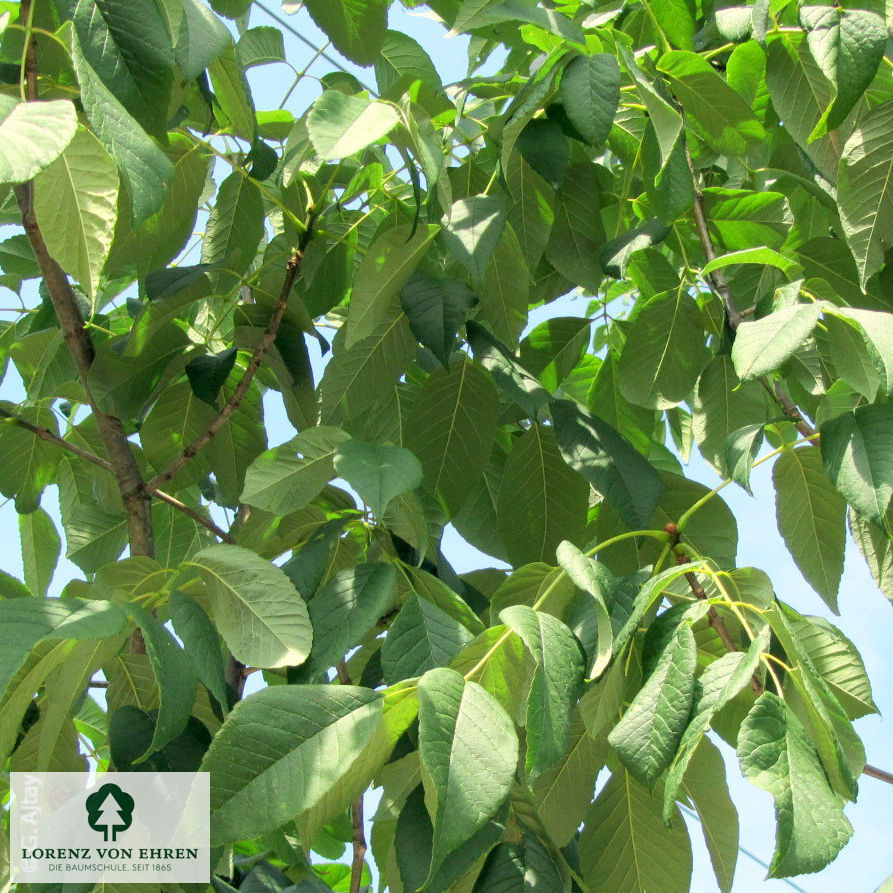 Fraxinus americana 'Autumn Applause'