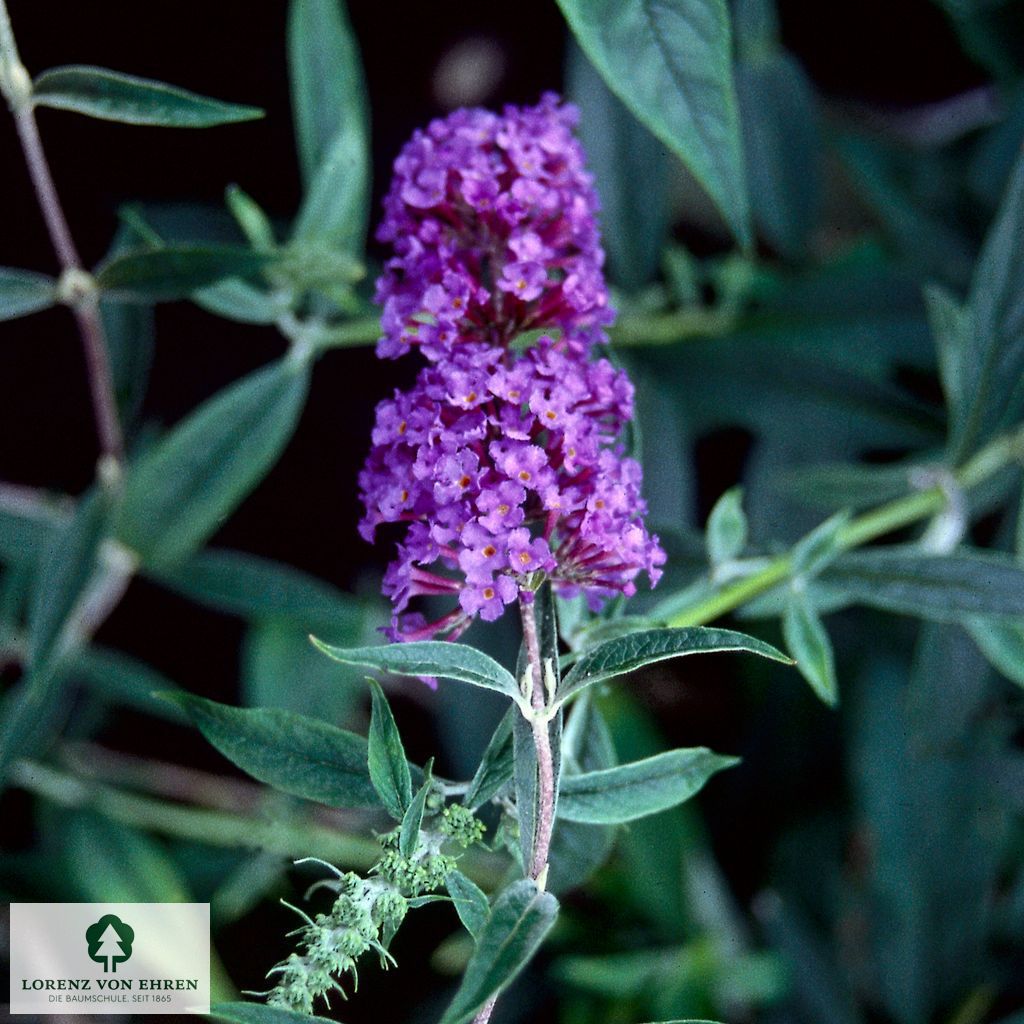 Buddleja davidii 'Nanho Blue'