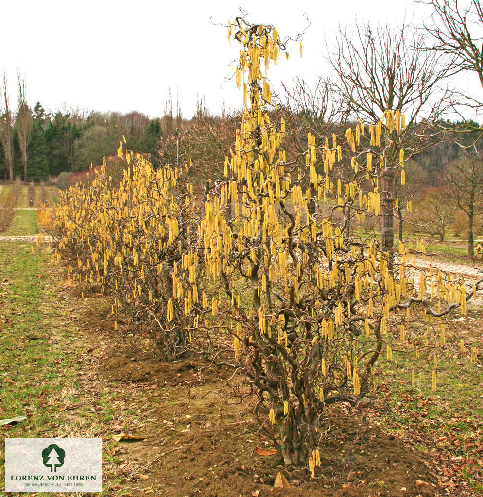 Corylus avellana 'Contorta'