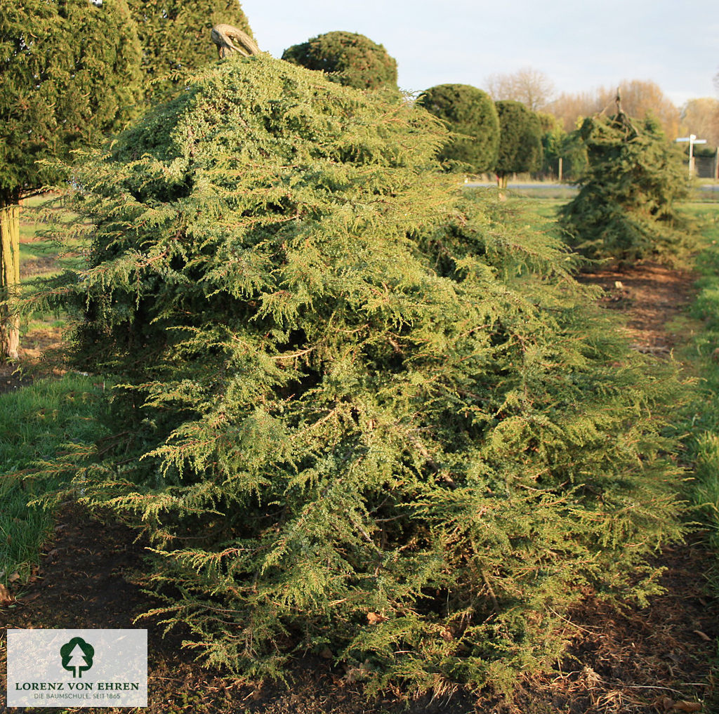 Juniperus communis 'Hornibrookii'