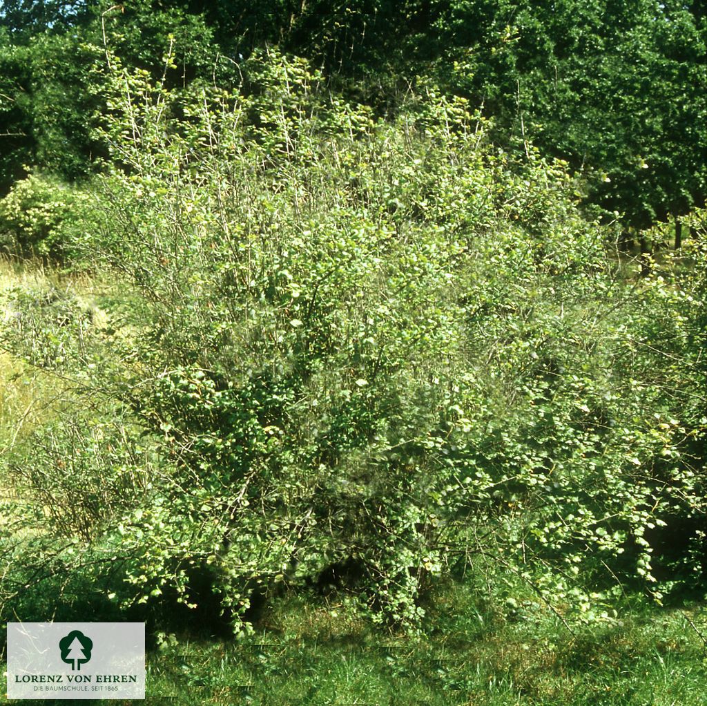 Ribes divaricatum
