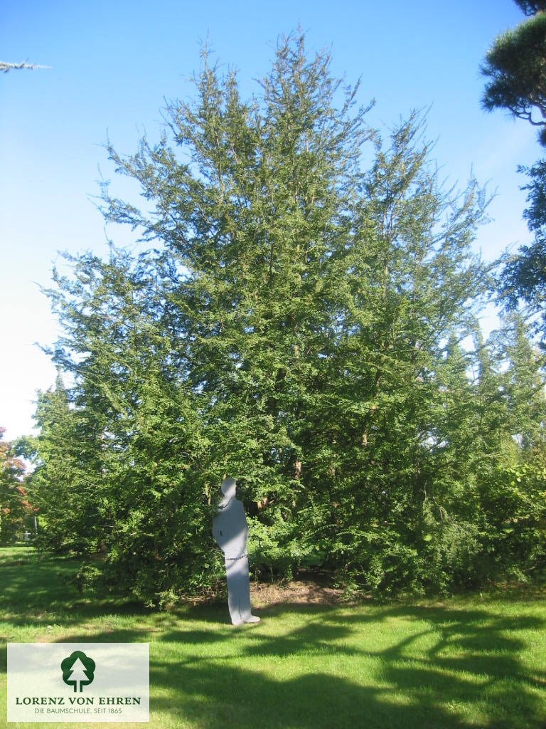 Nothofagus antarctica